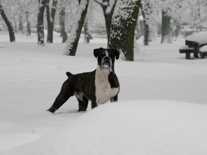 Deutscher Boxer 21 Deutscher Boxer welpen