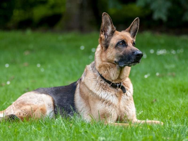 Deutscher Schäferhund charakter