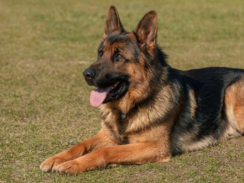 Deutscher Schäferhund erziehung Deutscher Schäferhund erziehung