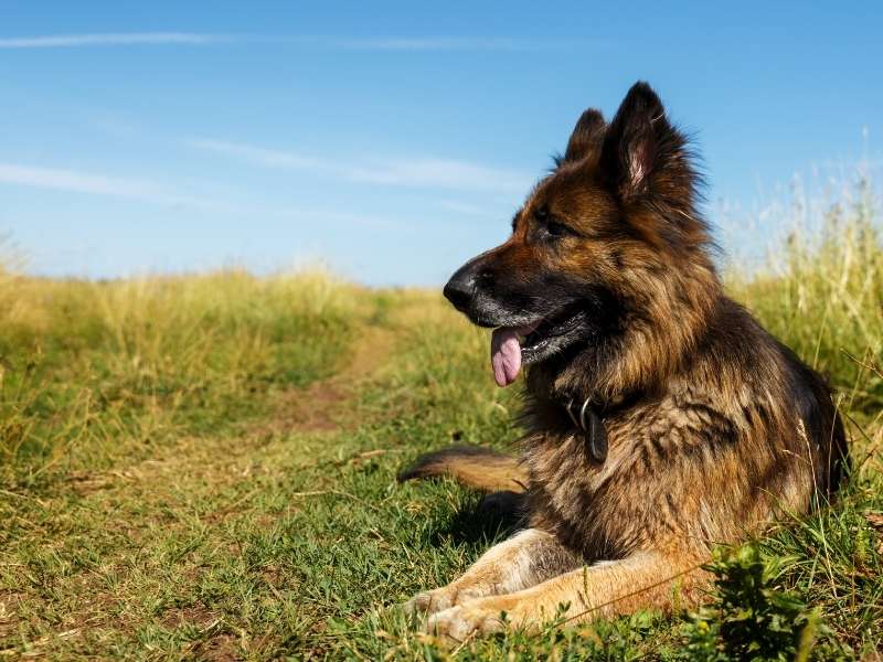 Deutscher Schäferhund größe