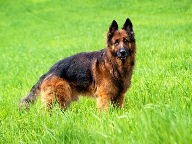 Deutscher Schäferhund kaufen Deutscher Schäferhund kaufen