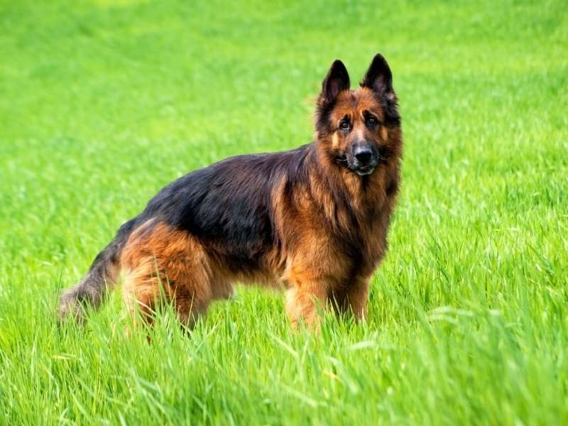 Deutscher Schäferhund kaufen