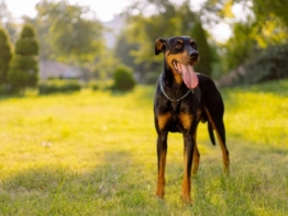 Dobermann erziehung