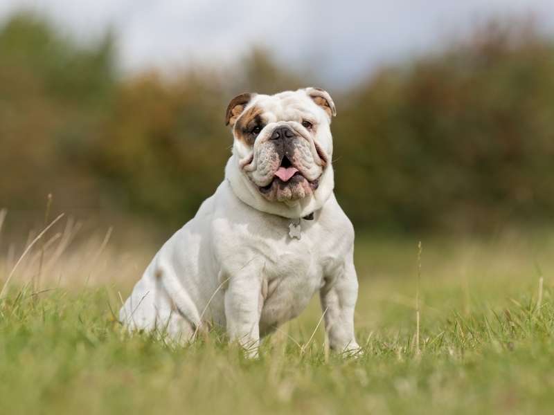Englische Bulldogge charakter Englische Bulldogge charakter