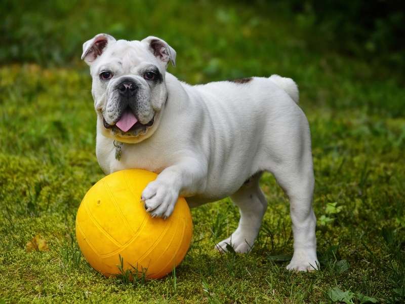 Englische Bulldogge erziehung Englische Bulldogge erziehung
