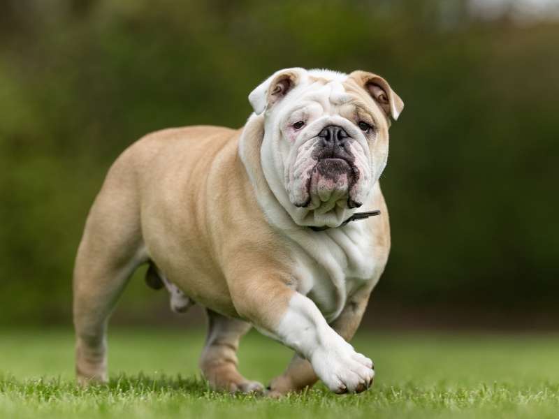 Englische Bulldogge größe Englische Bulldogge größe