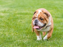 Englische Bulldogge welpen