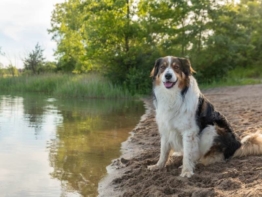 Englischer Schäferhund größe