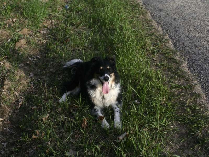Englischer Schäferhund welpen