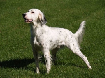 Englischer Setter charakter
