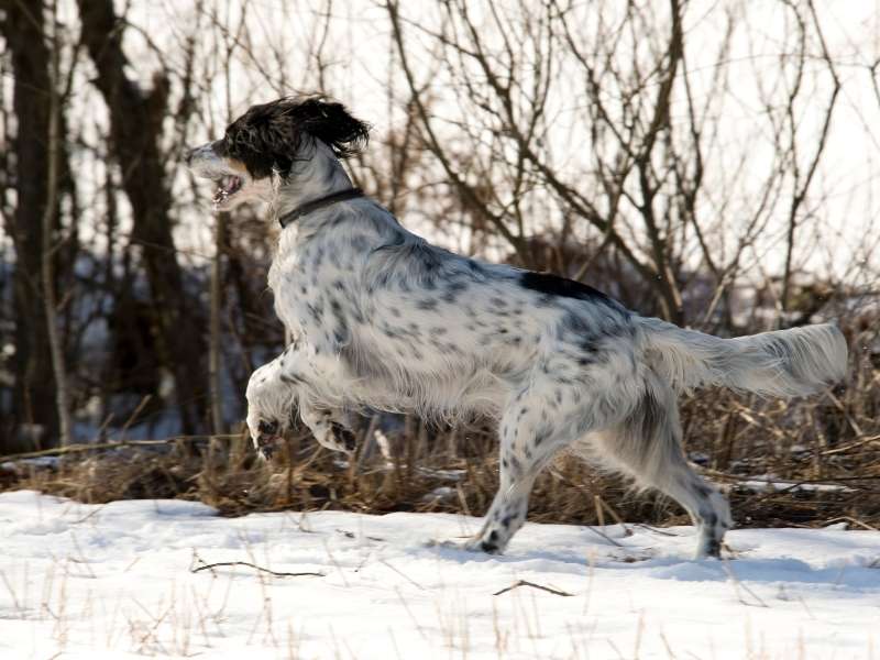 English Setter erziehung English Setter erziehung
