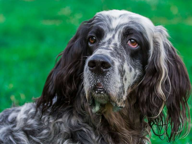 English Setter größe English Setter größe