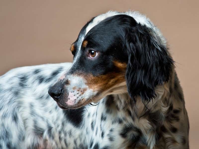 English Setter kaufen English Setter kaufen