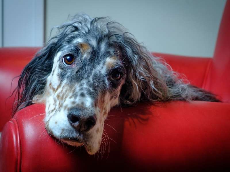 English Setter welpen English Setter welpen