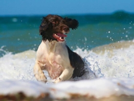 Englischer Springer Spaniel charakter
