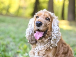 English Cocker Spaniel kaufen