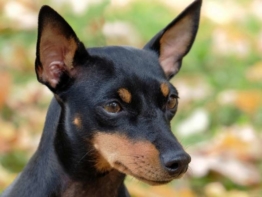 English Toy Terrier charakter