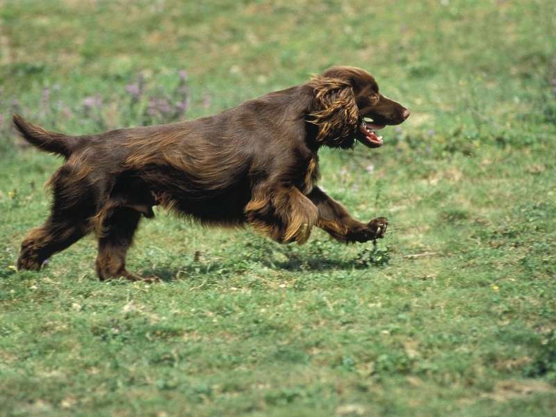 Field Spaniel charakter