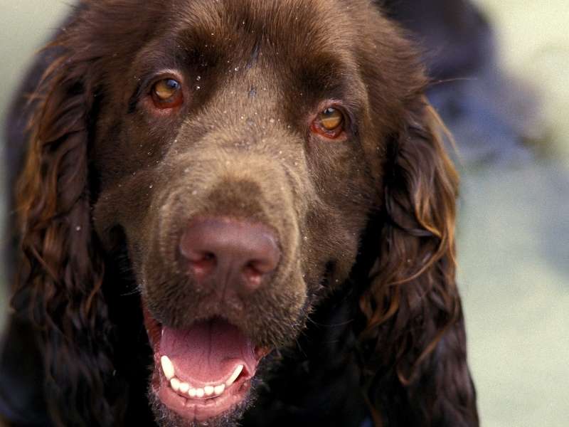 Field Spaniel erziehung