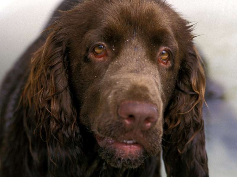 Field Spaniel größe