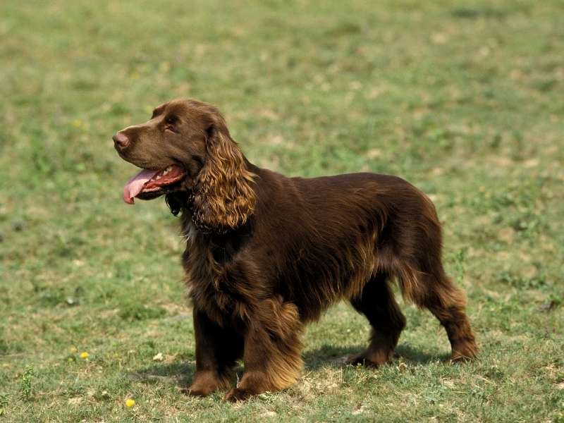 Field Spaniel kaufen