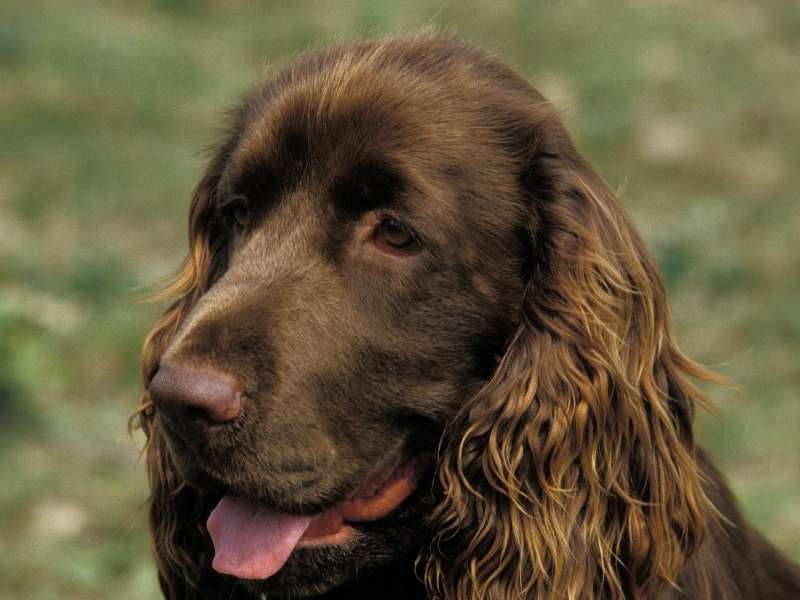 Field Spaniel welpen