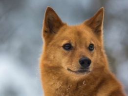 Finnischer Spitz charakter