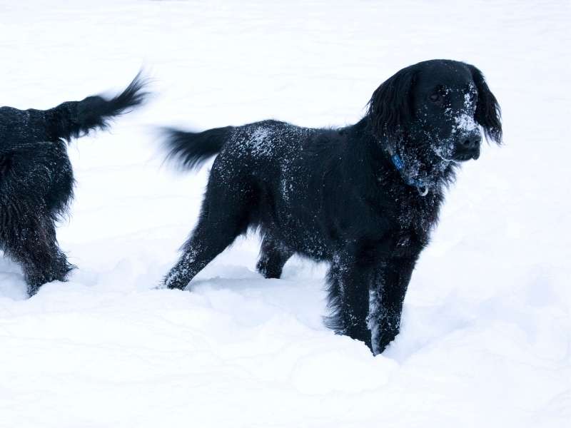 Flat Coated Retriever charakter