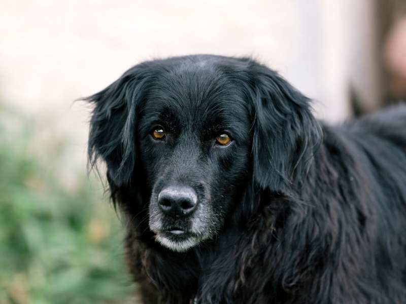 Flat Coated Retriever erziehung