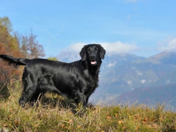 Flat Coated Retriever größe