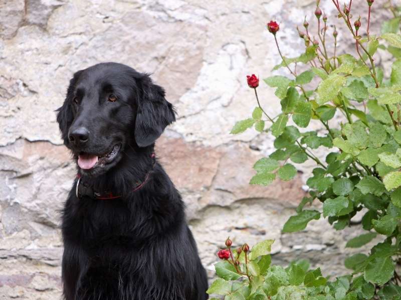 Flat Coated Retriever kaufen