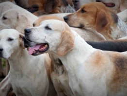 English Foxhound charakter