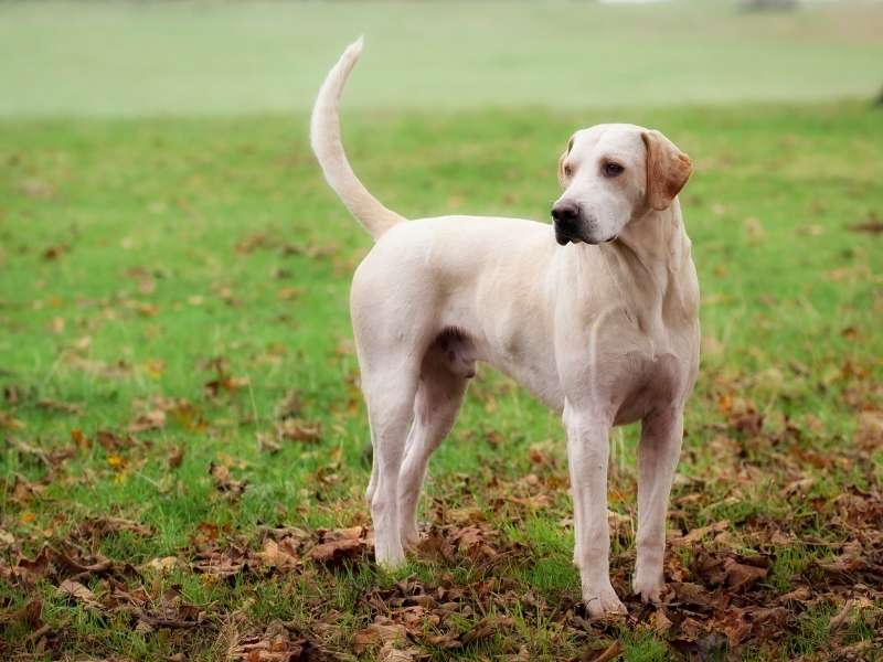 English Foxhound 20 English Foxhound kaufen