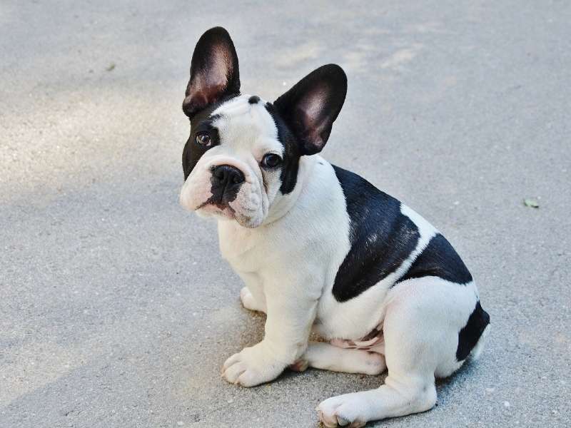 Französische Bulldogge charakter Französische Bulldogge charakter