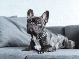 Französische Bulldogge erziehung