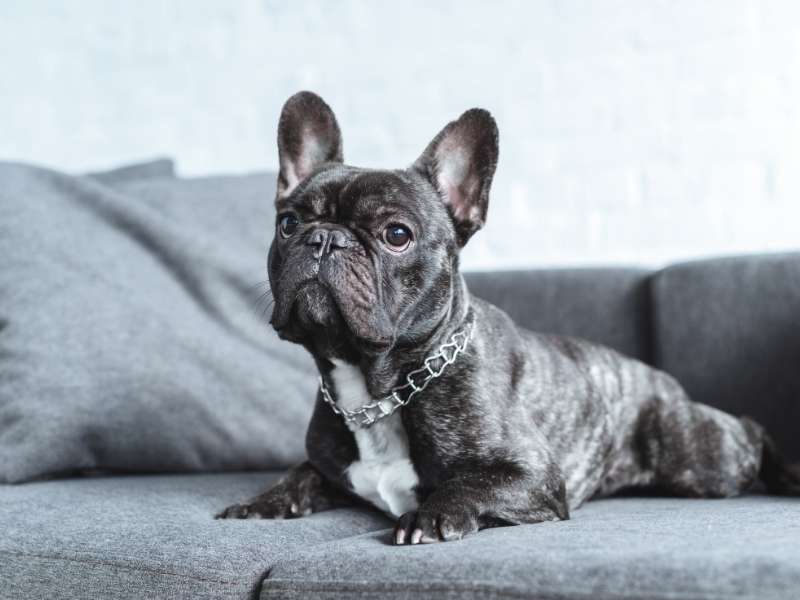 Französische Bulldogge erziehung Französische Bulldogge erziehung