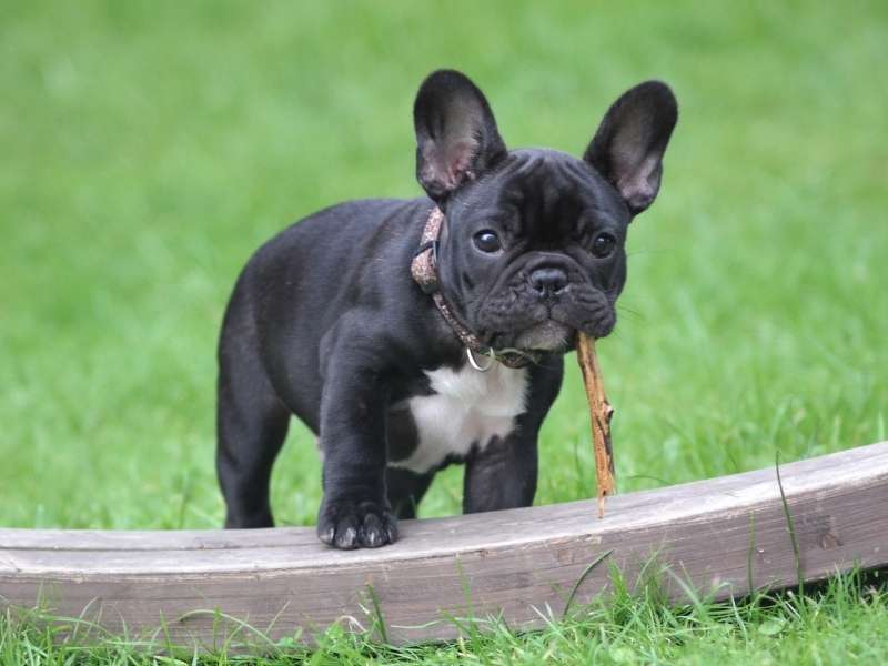 Französische Bulldogge größe Französische Bulldogge größe