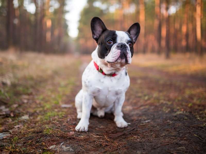 Französische Bulldogge kaufen Französische Bulldogge kaufen