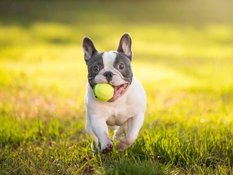 Französische Bulldogge welpen Französische Bulldogge welpen