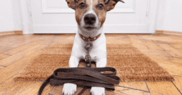 Hund an der Leine