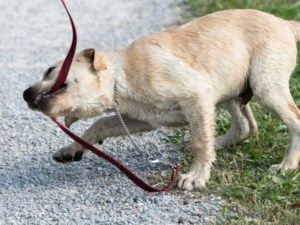 Hund an der Leine rastet aus