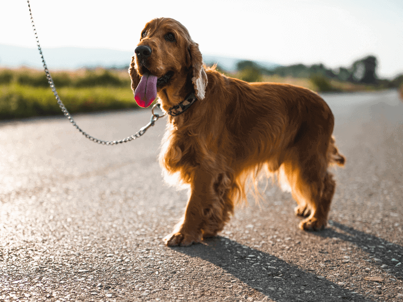 Hund an der Leine