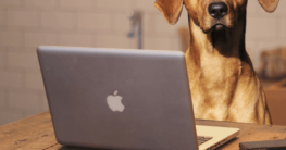 Hund registrieren lassen