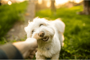 Hund schnappt nach Kind was tun Hund schnappt nach Kind was tun