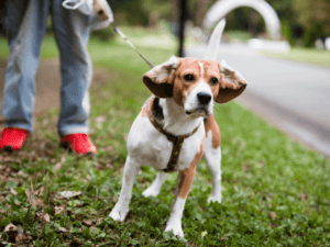 Hund zieht an Leine