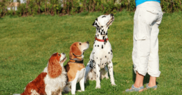Hunde Kommandos