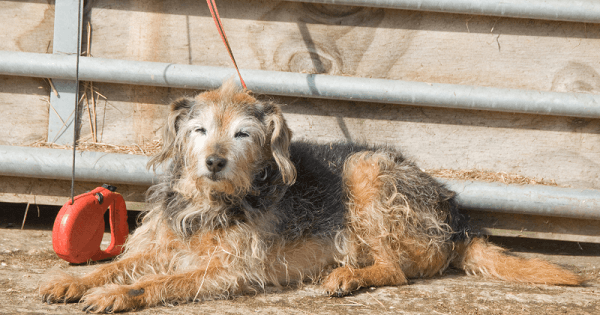 Hunde Kommandos Taub