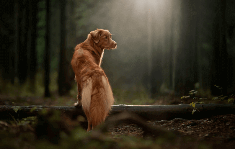 Hund registrieren lassen
