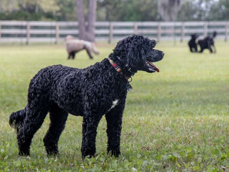 Portugiesischer Wasserhund 19 Portugiesischer Wasserhund (Cão de água português) charakter