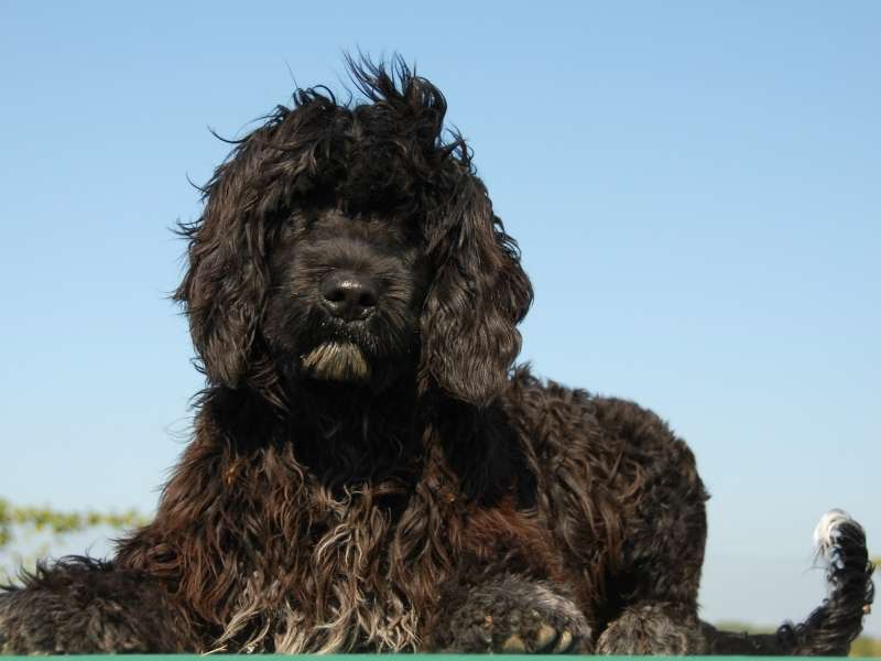 Portugiesischer Wasserhund 20 Portugiesischer Wasserhund (Cão de água português) erziehung
